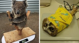 Как взвешивают и измеряют животных в зоопарках (15 фото)