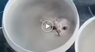 Домашний морской котик