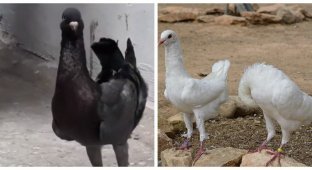 Weight at the expense of functionality: why were chicken pigeons brought out? (6 photos)