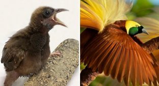 Bright and unusual transformations of chicks into adult birds (16 photos)