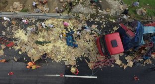 В Китае опрокинулся грузовик, перевозивший живой груз (8 фото)
