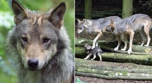Сотрудники британского зоопарка вынужденно застрелили волчицу-мать пятерых волчат (7 фото + 1 видео)