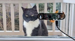 Голландский программист разработал систему распознавания морды кота (3 фото + 1 видео)