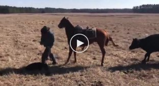 Лошадь специально обучена удерживать корову, пока владелец ранчо помечает теленка
