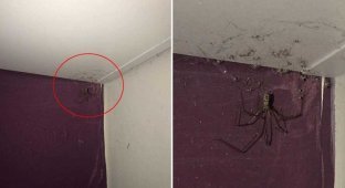 Девушка хотела убрать «паутину» в спальне, но увиденное оказалось её худшим кошмаром (3 фото)