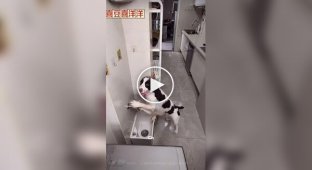 A dog that washes its own paws