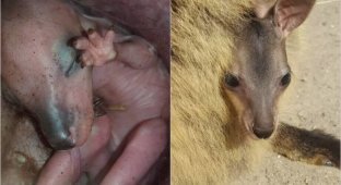 Уникальные кадры, как маленький кенгуру растет в сумке (3 фото + 1 видео)
