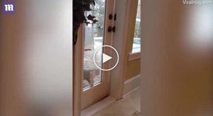 The cat opens the door to the house itself