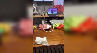 Кіт стягнув шматок м'яса з тарілки