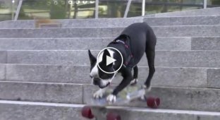 Удивительная собака на скейте