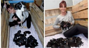 Рекордсменка: собака в Великобритании родила больше 20 щенков (7 фото)