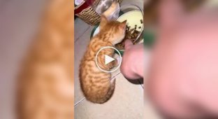 Kitten doesn't want to share food