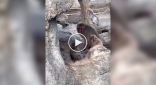 Мавпа Панч вчиться відстоювати свої кордони