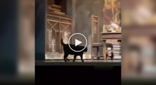 The cat decided to walk across the stage during the performance