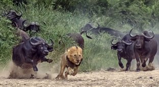 Мощь и сила: грозный африканский буйвол (8 фото)