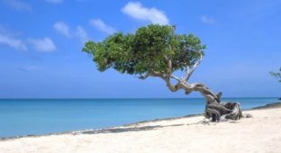 The island of Aruba is a country that abandoned independence (3 photos)