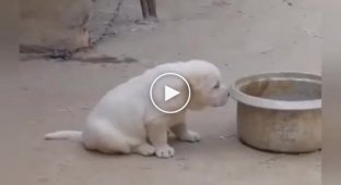 The puppy tried to parody the cry of a rooster
