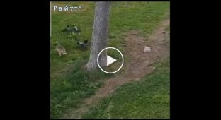 Rabbit gave battle to four magpies
