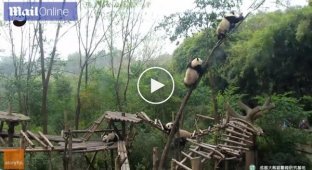 Неуклюжие панды и их неуклюжие действия