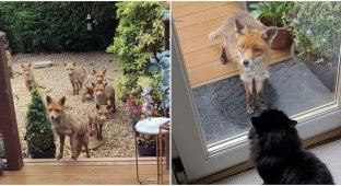 A woman has been friends with a fox family for 25 years (5 photos + 1 video)