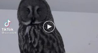 Пристал к сове как банный лист