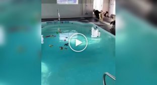 A new trend is gaining popularity in the US - a real "kindergarten" for dogs