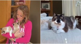 Женщина клонировала своего умершего кота, отдав годовую зарплату (6 фото)