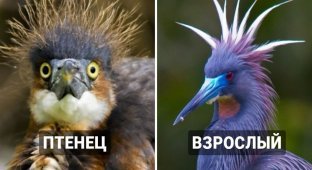 16 interesting comparisons of tiny chicks of different bird species with their adults (17 photos)