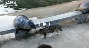 Кот прогнал с дороги тюленя