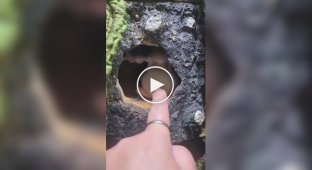 The calmest frog