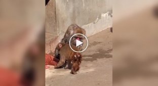 Панч защищает свою игрушку