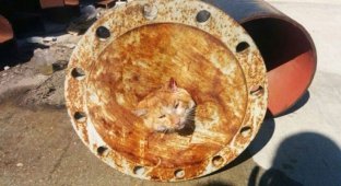 Спасение кошки, застрявшей в трубе (10 фото)