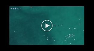 Охота акулы на дайвера была запечатлена австралийским туристом