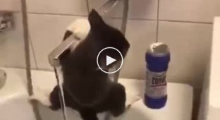 Котик не смог попить воды, однако показал изящные пируэты на кране