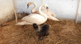 In the Pskov region, a family of swans that did not reach warmer climes was sheltered in the courtyard by the owner of a cafe (5 photos)