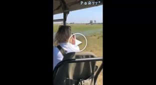 Неудачная охота львицы на бородавочника