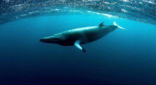 The smallest and most lonely baleen whale that disappeared into the depths of the Southern Ocean (7 photos)