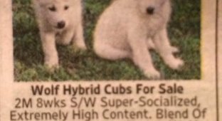 She bought puppies from an ad in the newspaper, which turned out to be difficult
