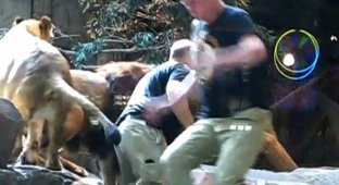 Лев напал на дрессировщика (4 фото + видео)