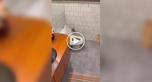Змія забралася в унітаз в Таїланді