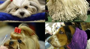 Выставка собак Вестминстерского Клуба Собаководов 2011 (30 фото)