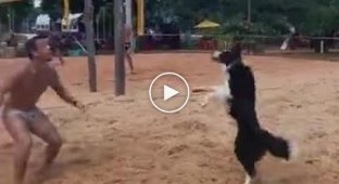 Чоловік навчив свого пса грати у волейбол