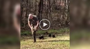 American police puppies have their first day at work