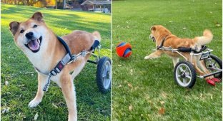 Shiba Inu was hit by a car, and he was left with paralyzed legs (8 photos)