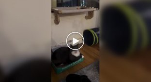 A cat's reaction to a toy brush