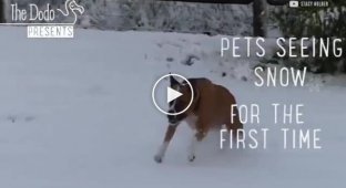 Реакция домашних животных впервые увидевших снег