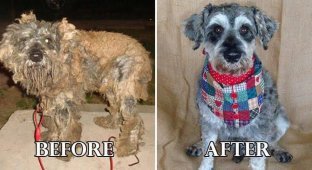 Фотографии собак до и после их фантастического преображения после спасения (20 фото)
