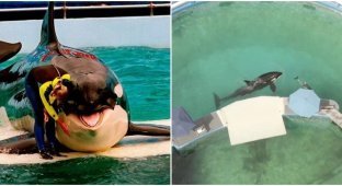 Died "the loneliest killer whale in the world", which lived in captivity for 50 years (8 photos)