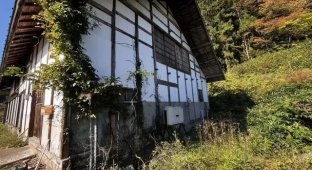 В Японии выставили на продажу дом с участком и цветущей сакурой всего за 3 тысячи долларов (4 фото)