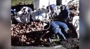 Тысячи крабов сбежали из перевернувшегося грузовика